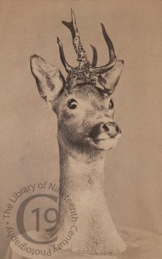 Head of a young stag