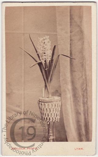 A hyacinth in a pot