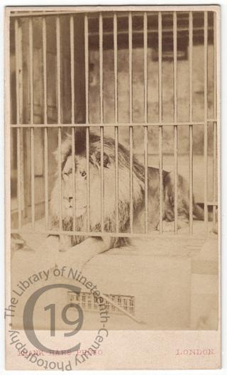 A lion at London Zoo