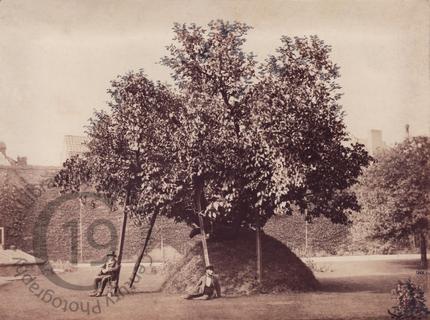 Milton's Mulberry Tree, Cambridge