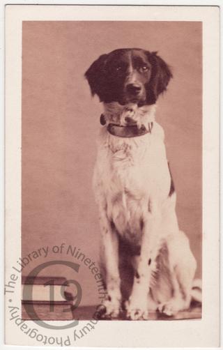 A Brittany Spaniel