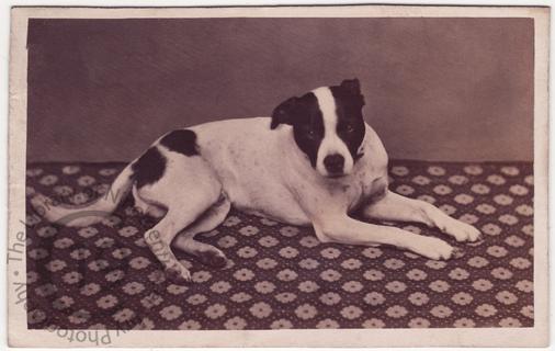 Unidentified dog