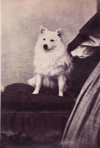 Unidentified dog