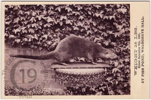 An otter killed in 1881